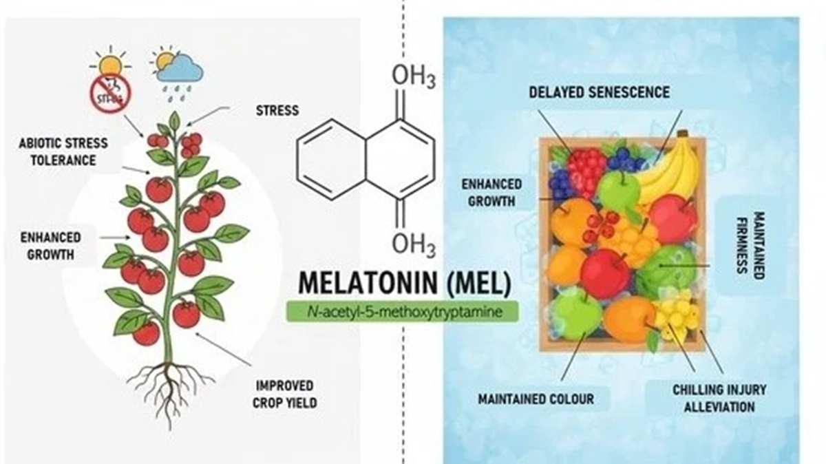 Melatonina Herramienta ecológica para conservación frutícola.jpg